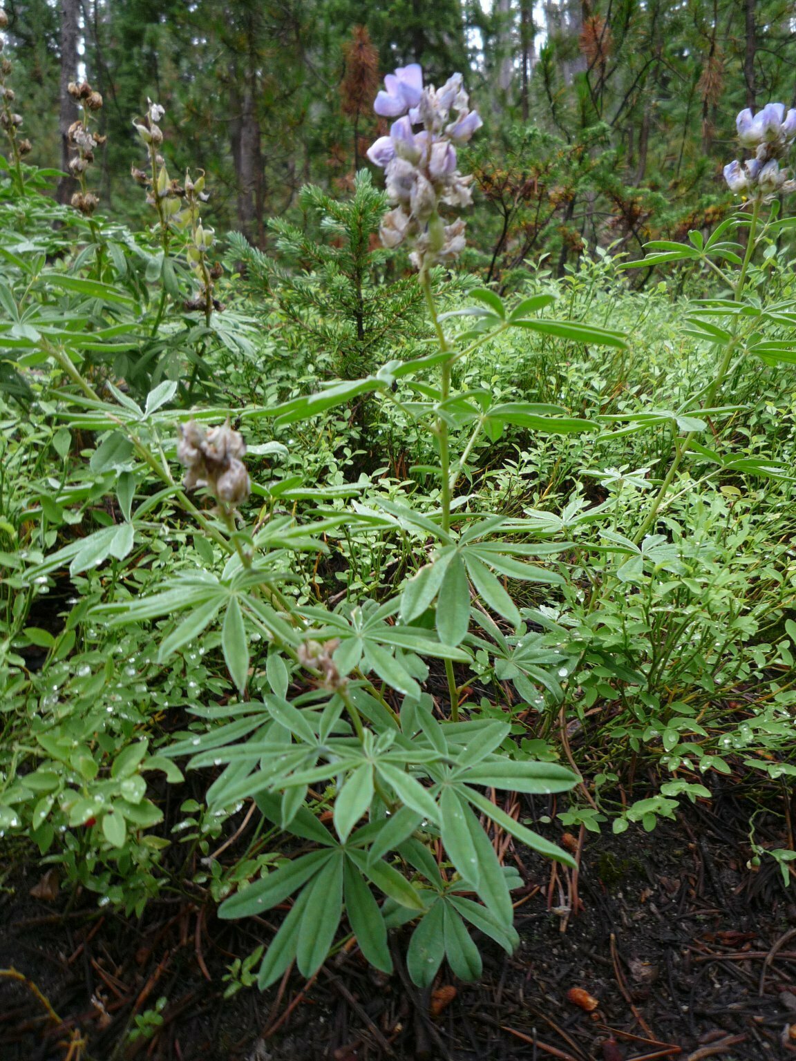 High Resolution Lupinus argenteus Plant